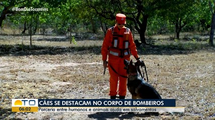 Cães do Corpo de Bombeiros auxiliam no resgate de vidas