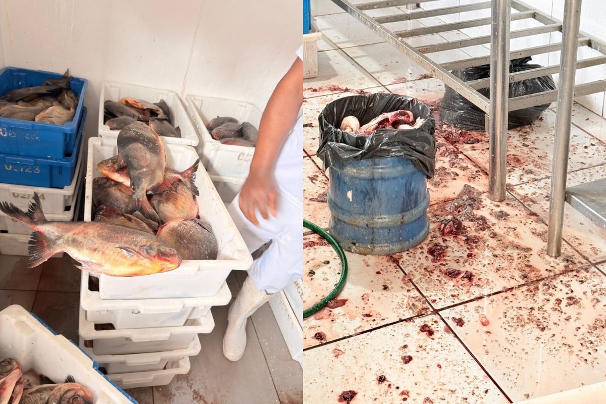 Peixaria é interditada em MS após apreensão de 3 toneladas de peixe impróprio para consumo