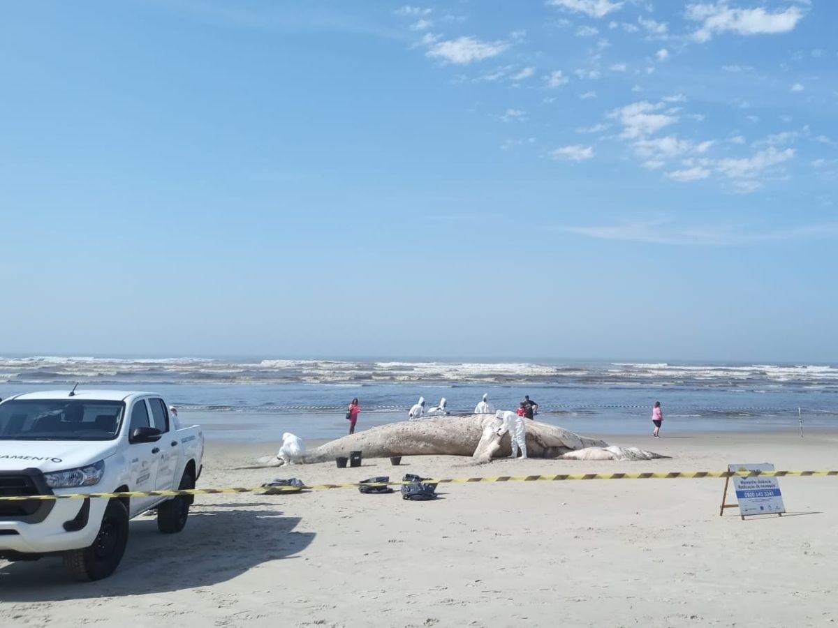 Baleia-jubarte de 10,7 metros é encontrada morta no litoral de SP; biólogo alerta para riscos 