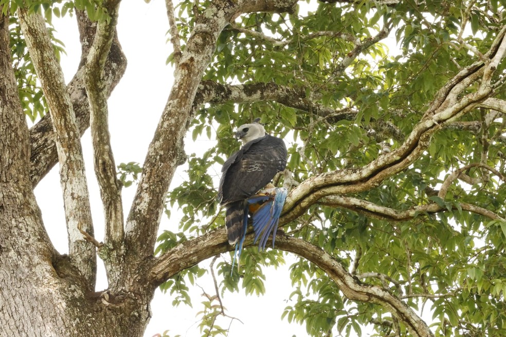 Arara-canindé é morta por maior harpia do mundo em MT — Foto: Lucas Souza