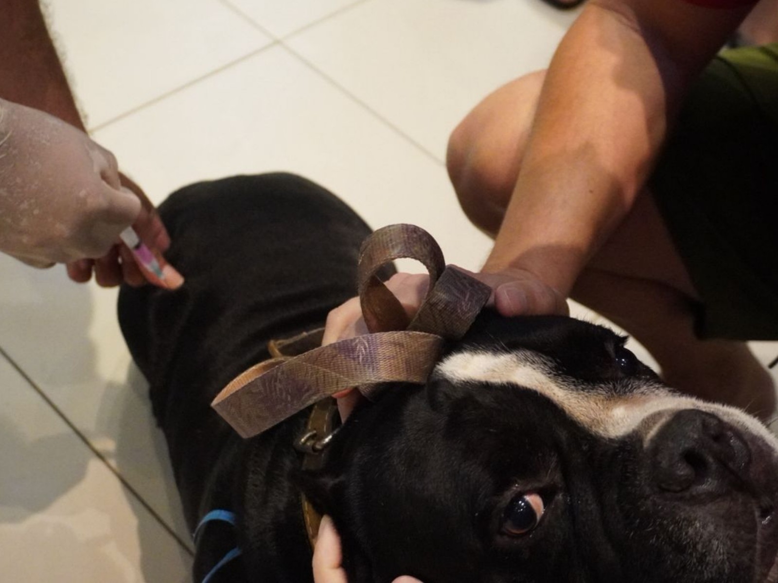 Mais de mil cães e gatos são vacinados contra a raiva em ação na capital