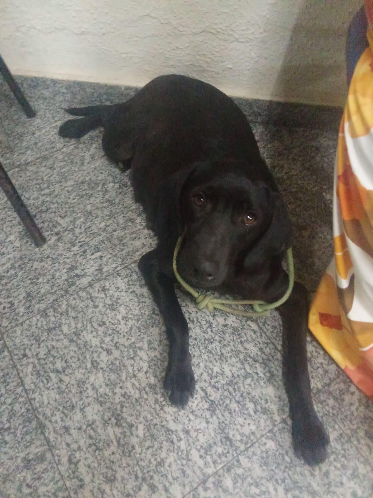 Homem é acusado de maus-tratos contra cadela em Três Rios