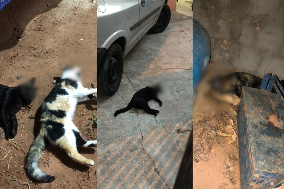 Polícia Civil investiga casos de maus-tratos contra animais após pets serem encontrados mortos em Lucélia (SP) — Foto: Reprodução