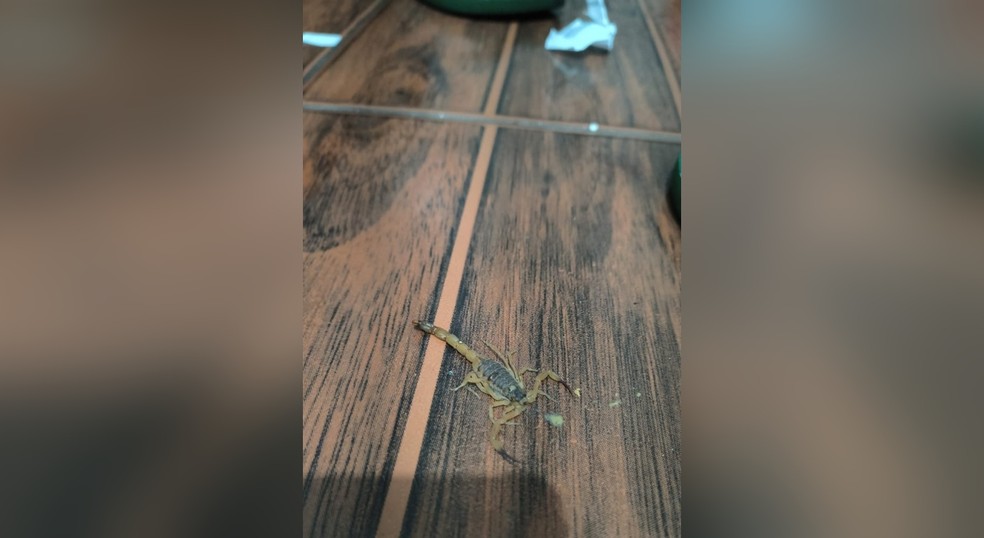 Jovem de 18 anos foi socorrida após ser picada por um escorpião que estava em uma pelúcia, no bairro Parque Jataí 2, em Votorantim (SP) — Foto: Arquivo pessoal