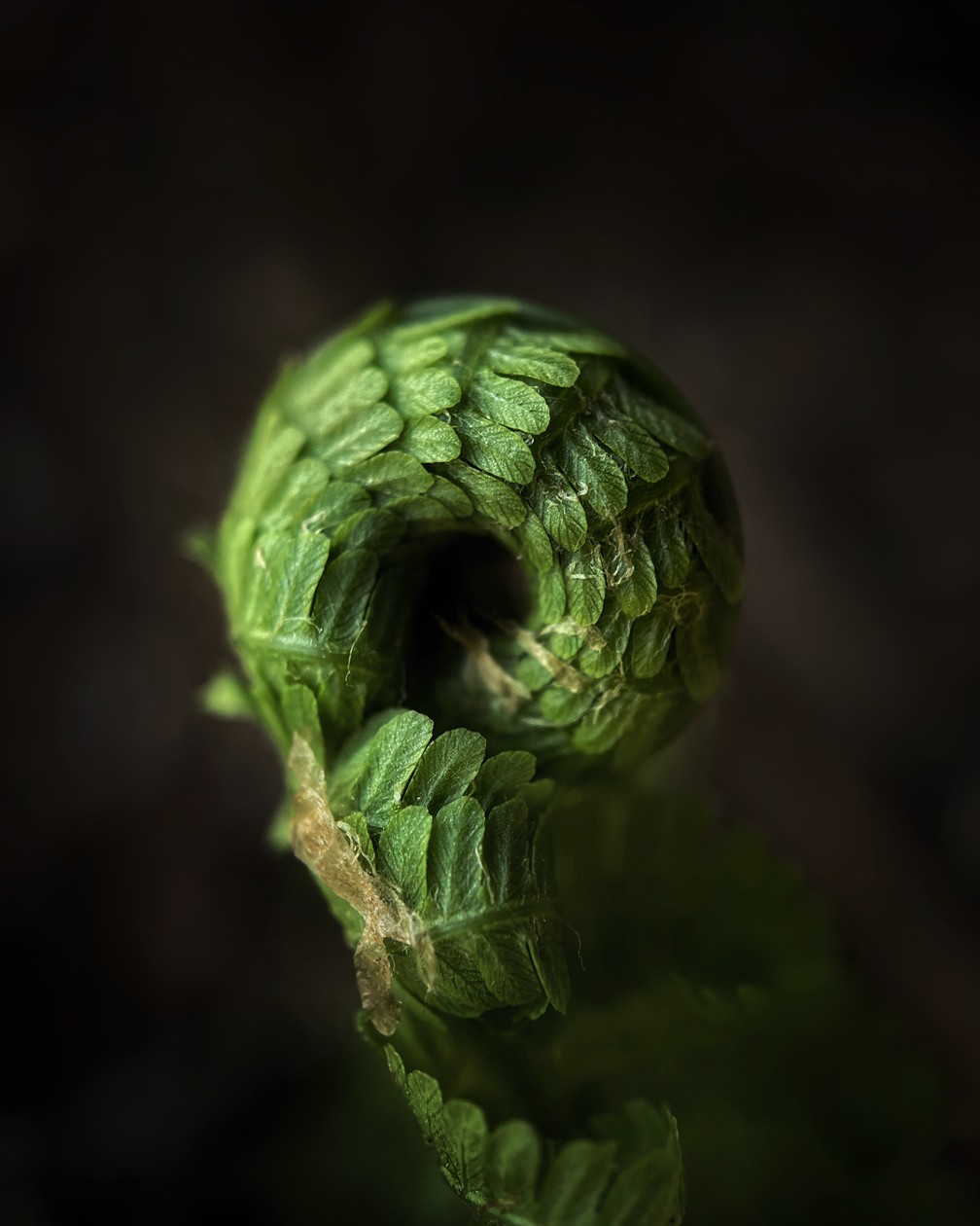 'Roda Maravilha', de Scott Galloway, ficou com o 1º lugar na categoria 'Natureza'. Foto tirada em Ohio — Foto: Scott Galloway/iPhone Photography Awards