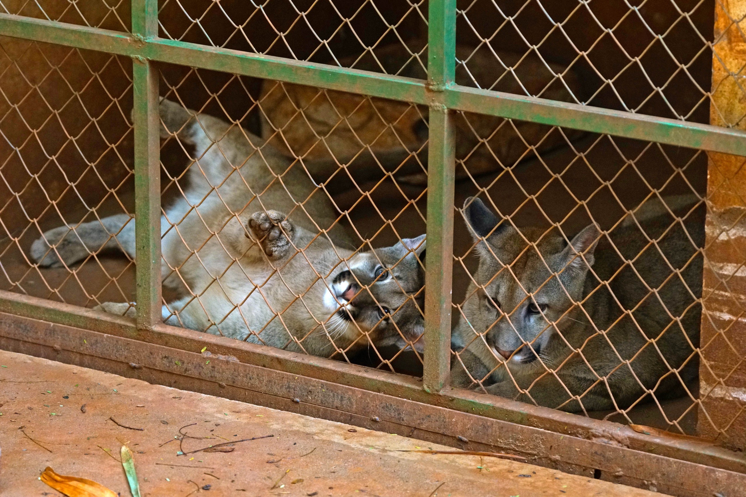 Filhotes de onça-parda resgatados após se perderem da mãe ganham 'novo lar' em zoológico; vídeo