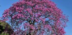 Ipê-rosa no Jardim São José, em Cruzeiro. — Foto: Teresa de Figueiredo/Vanguarda Repórter