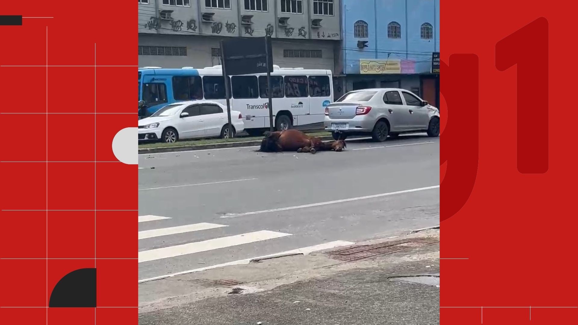 VÍDEO: cavalo solto e sem tutor cruza pista de avenida e é atropelado em Vila Velha