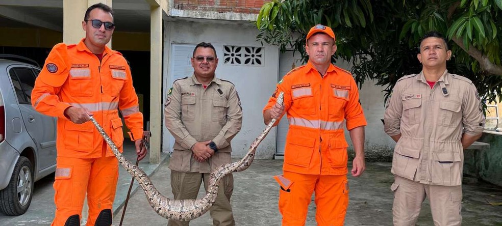 Cobra foi resgatada pelo Corpo de Bombeiros — Foto: Divulgação/SSPDS