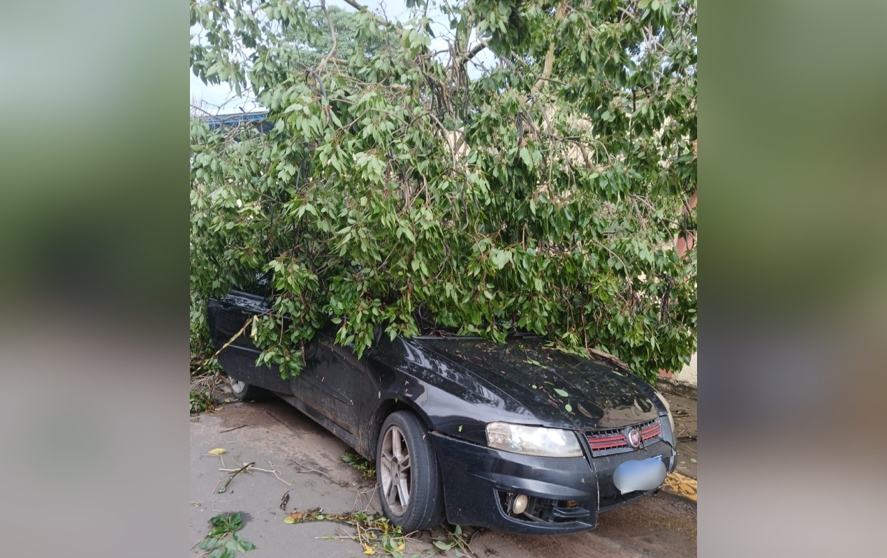 Chuva derruba árvores, destelha casas e deixa bairros sem energia elétrica em Cesário Lange