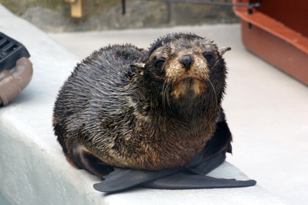 Lobo-marinho encontrado em Florianópolis — Foto: Nilson Coelho/R3 Animal/Divulgação