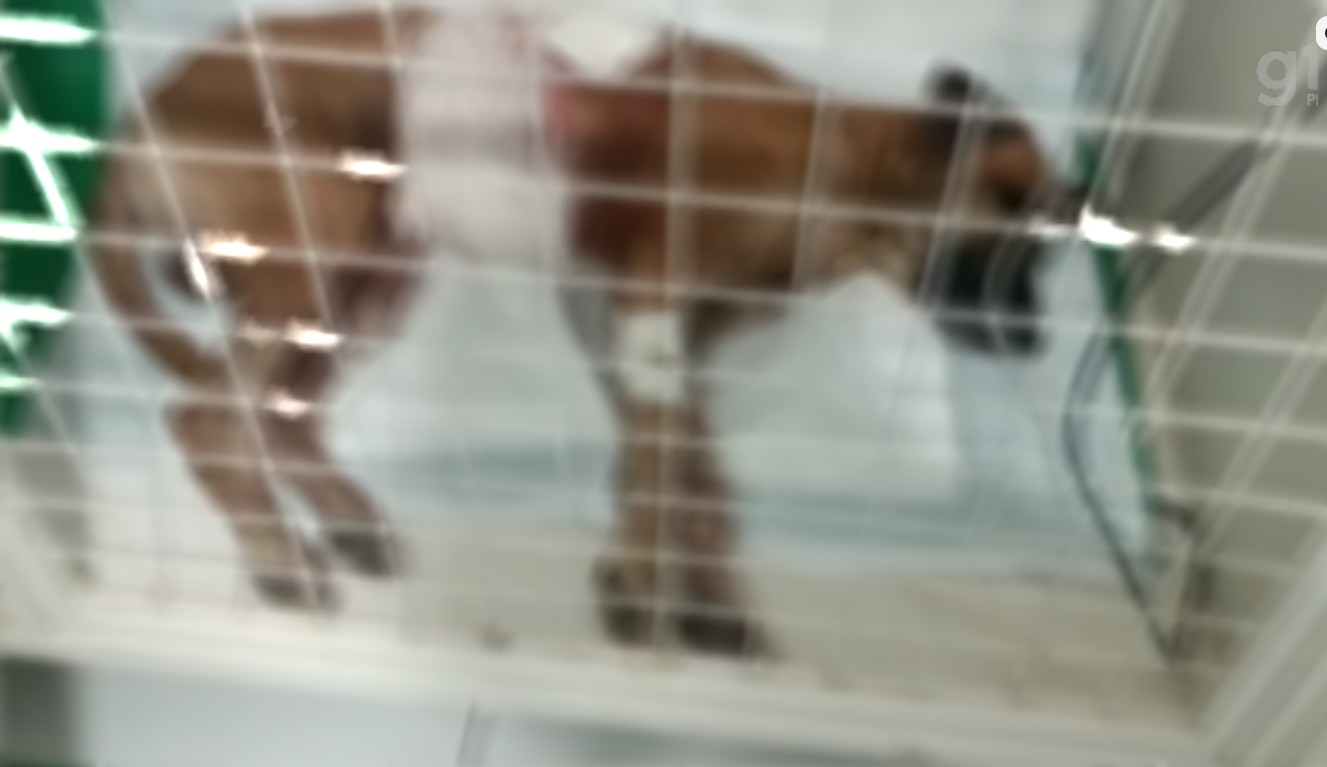 Suspeito de esfaquear cachorro é preso em Campo Maior, no Norte do Piauí; animal foi hospitalizado