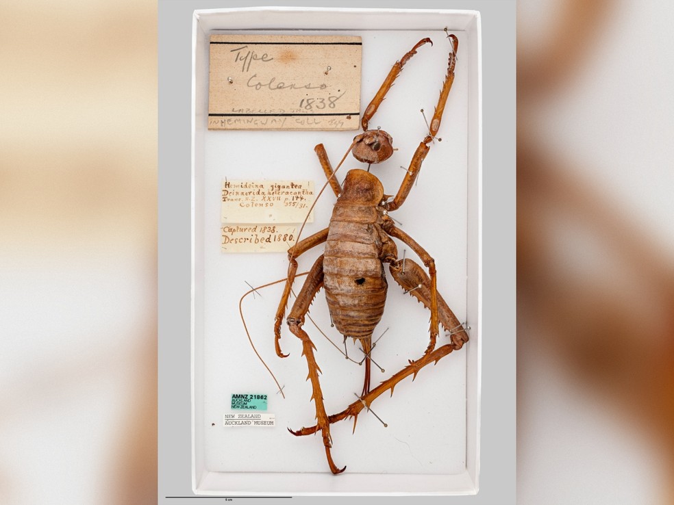 Fêmea de wētāpunga preservada no Museu de Auckland, na Nova Zelândia. O exemplar é o holótipo da espécie, usado como referência científica para sua descrição. — Foto: Auckland Museum/Wikimedia Commons