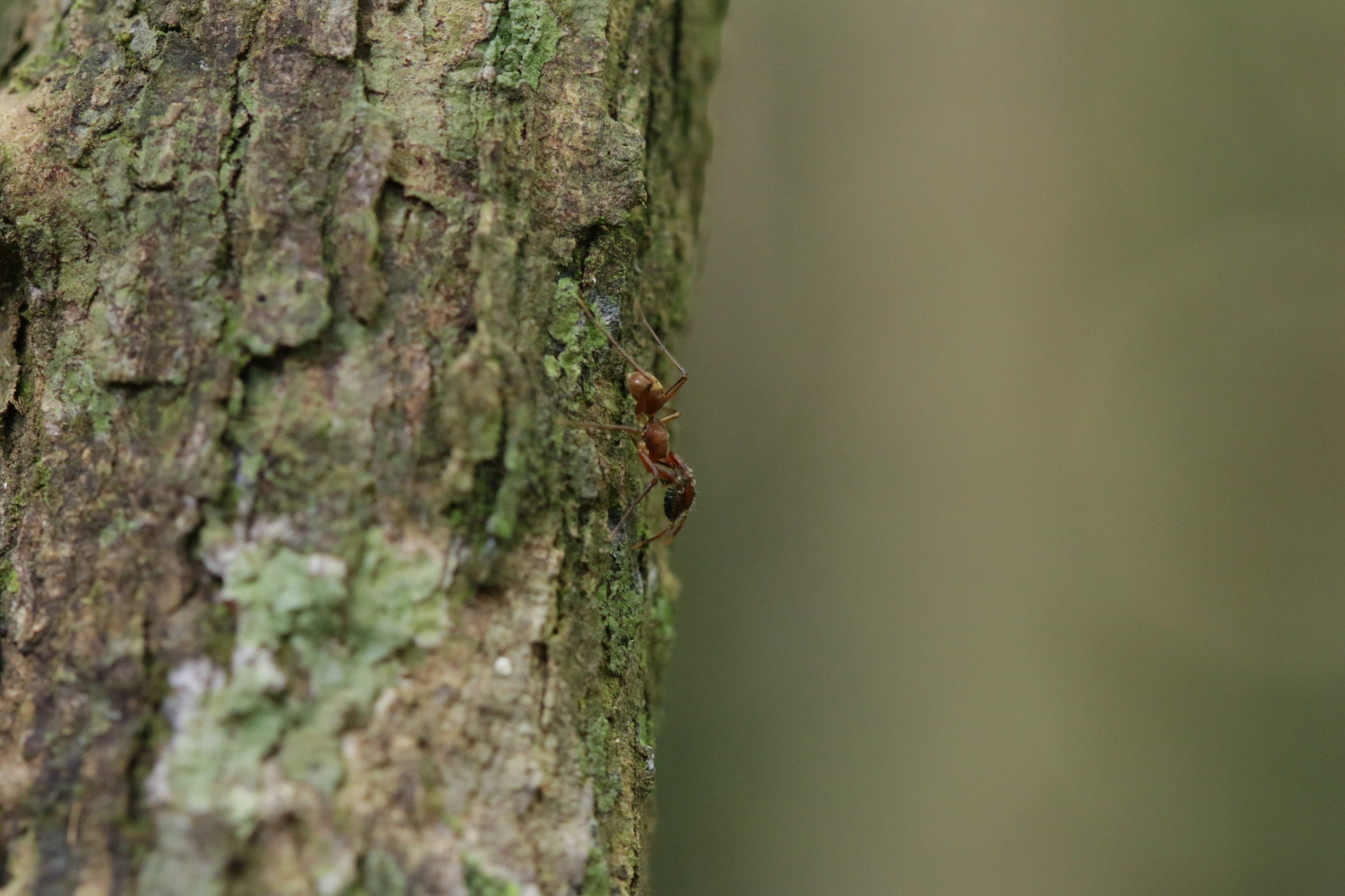 Espécie de aranha que ‘imita’ formigas é registrada viva pela 1ª vez no Pará