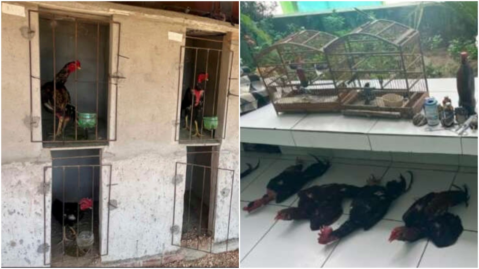 autoridades policiais resgata aves silvestres de cativeiro irregular e galos em situação de maus-tratos no interior do Ceará