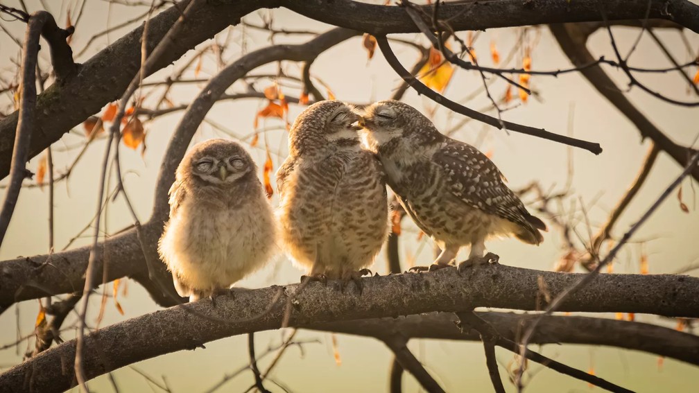 Beijo de corujas. — Foto: Sarthak Ranganadhan/Comedy Wildlife