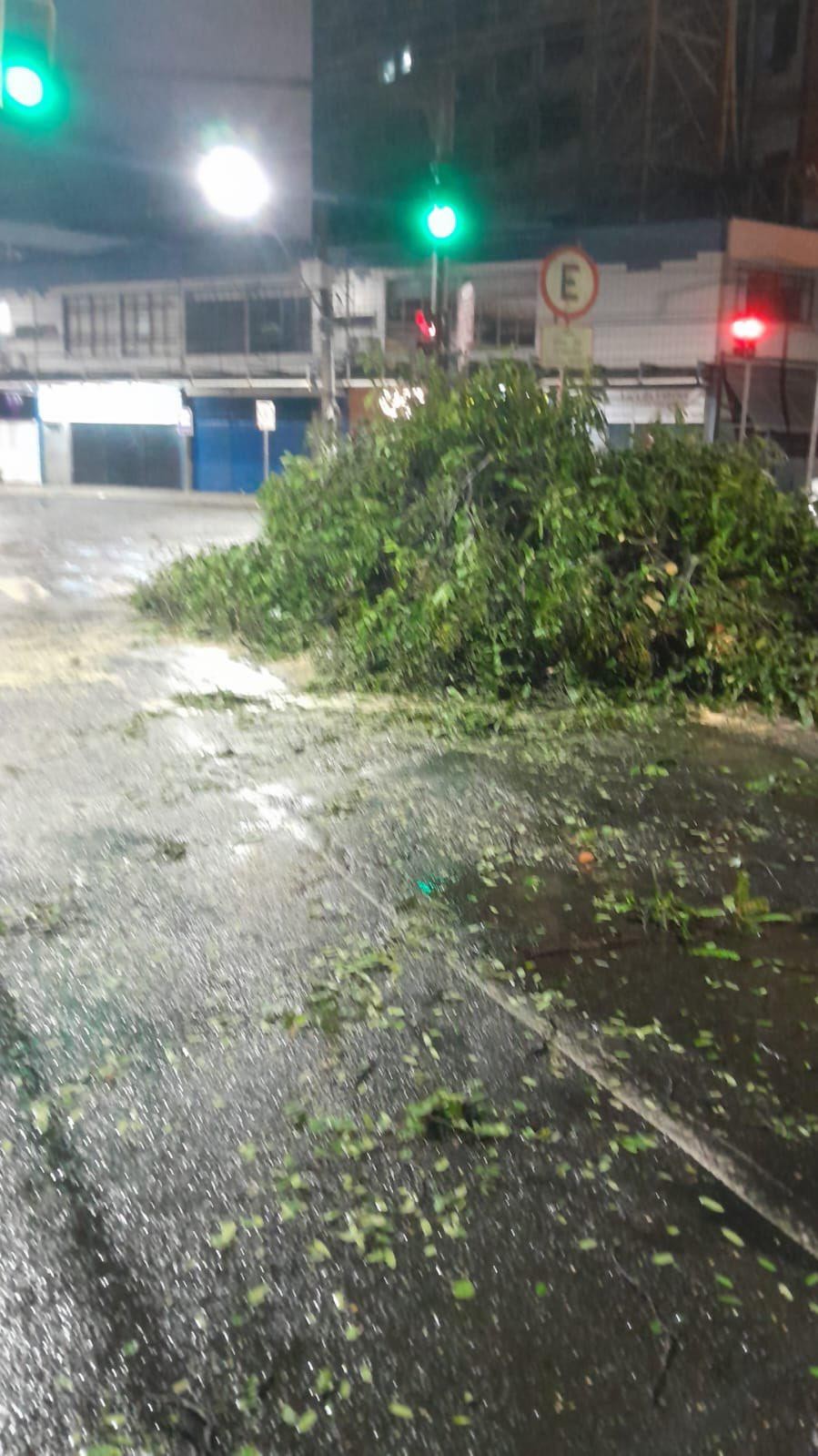 Com ventos de quase 100 km/h, temporal em Juiz de Fora provocou 40 quedas de árvores e deixou bairros sem luz; veja ruas interditadas