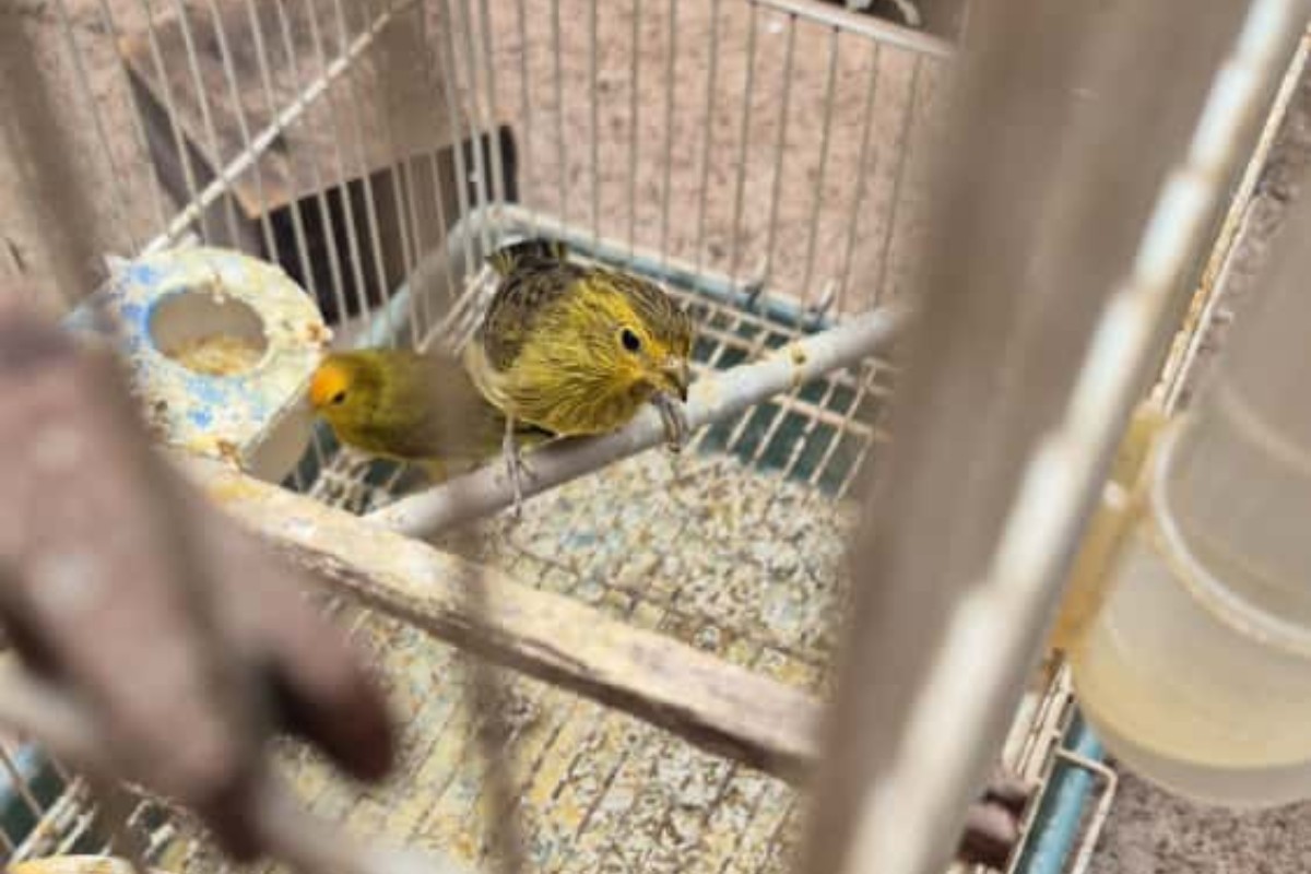 Homem é multado em R$ 9 mil por maus-tratos a cães e posse ilegal de aves em Pirapozinho