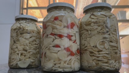 Sabores do Campo ensina receita de conserva de guariroba