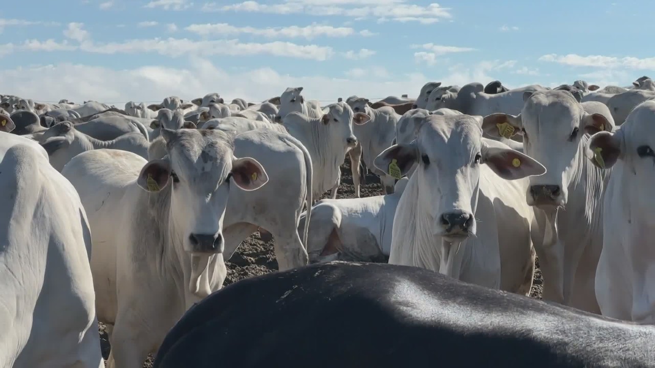 Brasil cria protocolo para voltar a exportar carne bovina à União Europeia; veja como vai funcionar