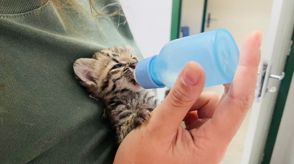 Gato-do-mato-pequeno, ameaçado de extinção, é resgatado pela polícia em Fortaleza após ser colocado à venda na internet. — Foto: Polícia Civil/ Divulgação