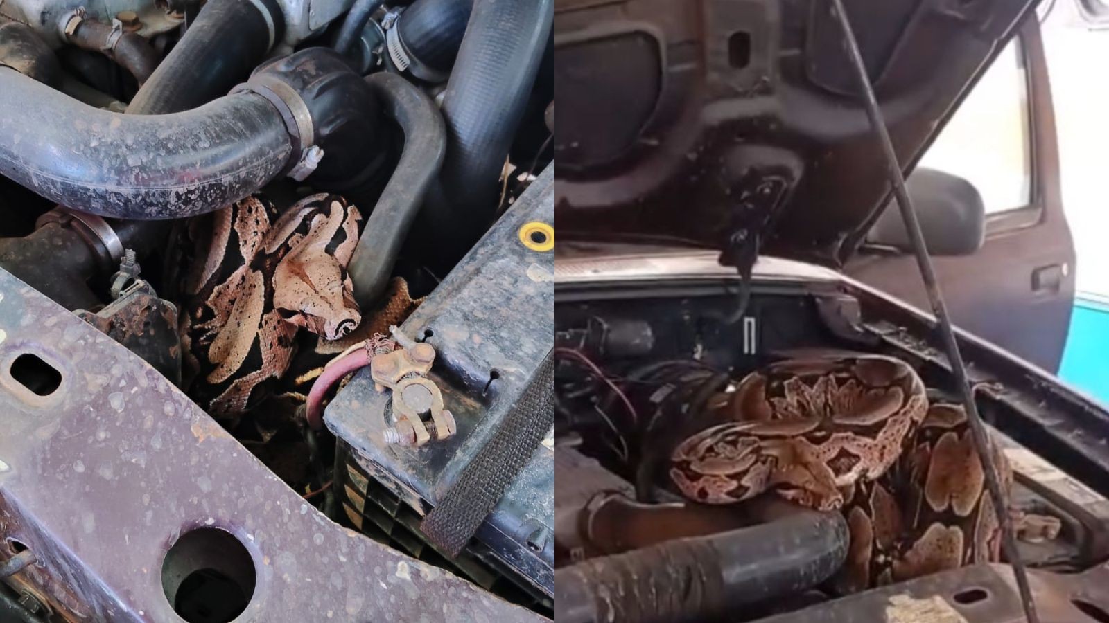 Jiboia de quase 2 metros é encontrada enrolada em motor de carro no Piauí