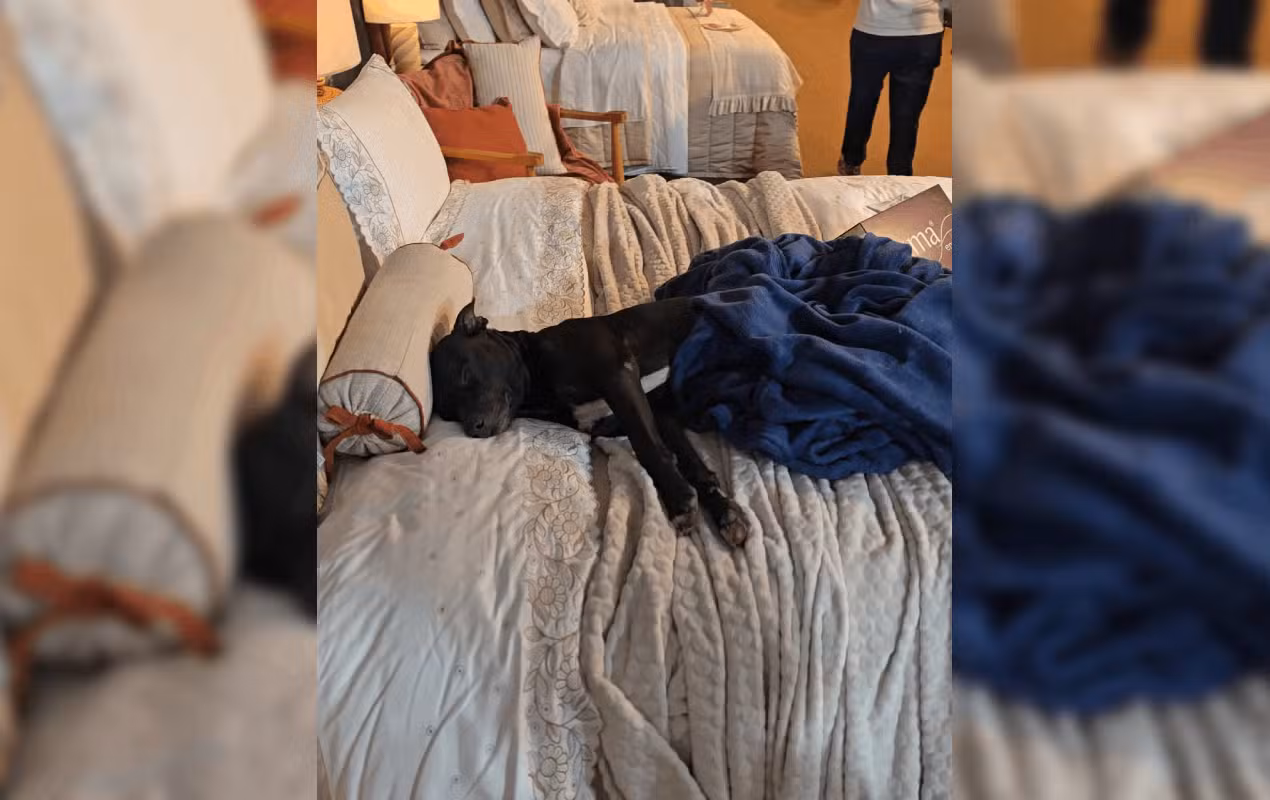 Cachorro que vivia na rua escolhe cama em feira, vira atração e é adotado por expositor: 'Presente que ganhei'