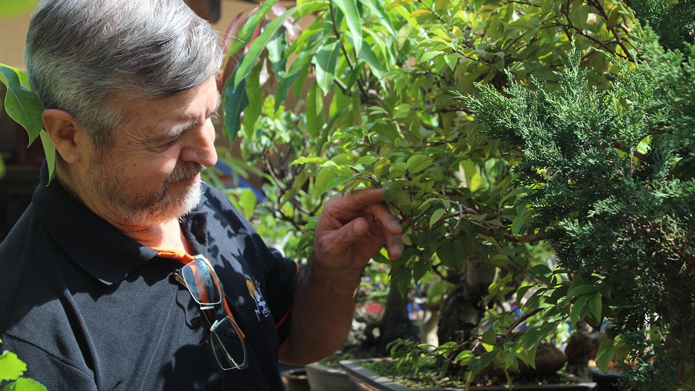 Bonsai de mais de mil anos preserva história e tradição da horticultura
