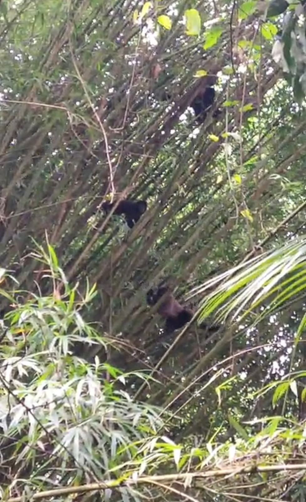 Macacos-pregos-pretos são flagrados no Parque Estadual da Pedra Selada, em Visconde de Mauá 