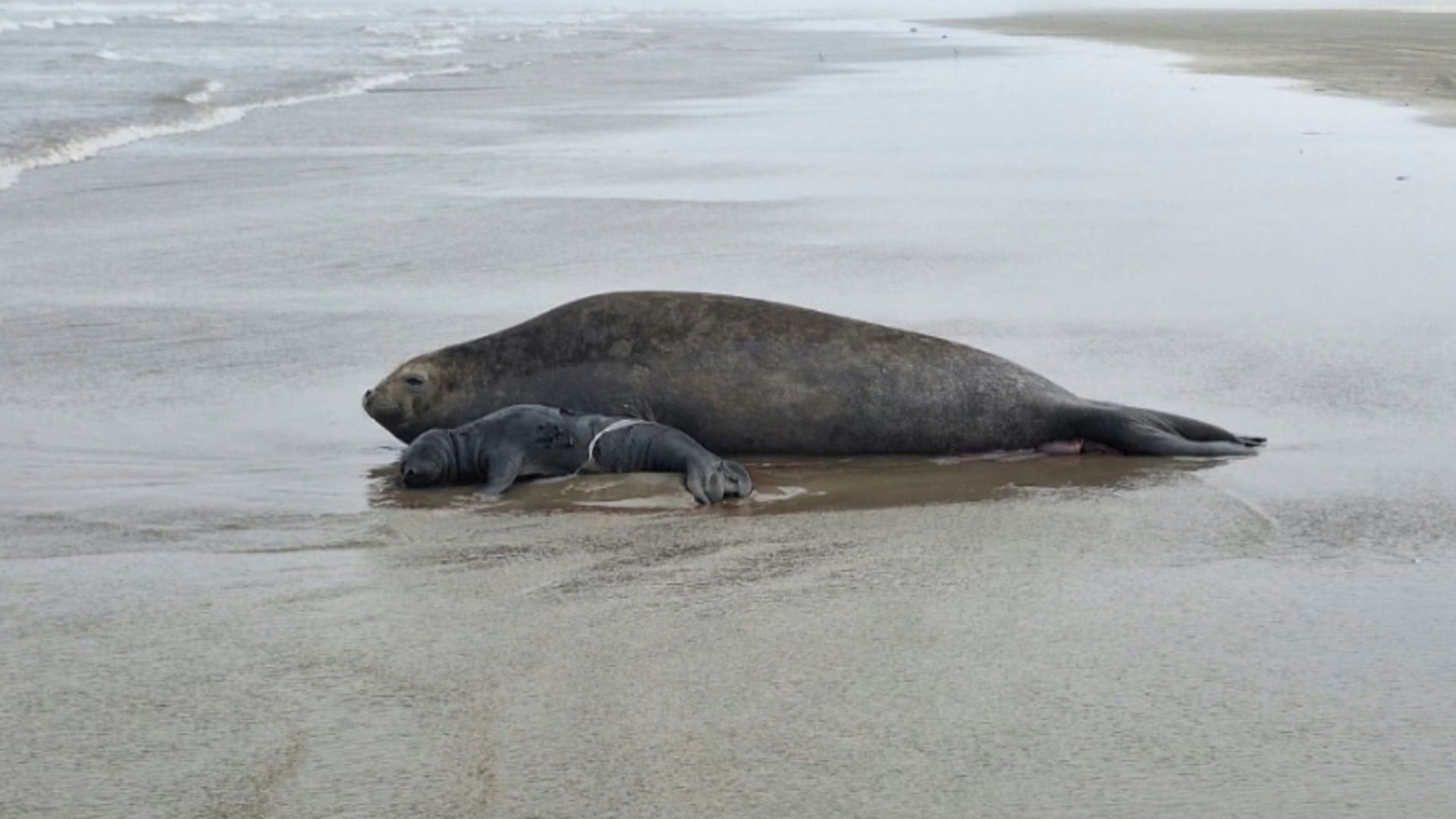 Primeiro filhote de elefante-marinho da história do RS nasce em beira de praia; nascimento é o 3º registrado no Brasil, aponta biólogo