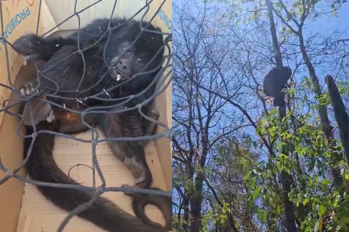 Macaco, porco-espinho e cuíca são resgatados em área residencial após incêndios no interior de SP