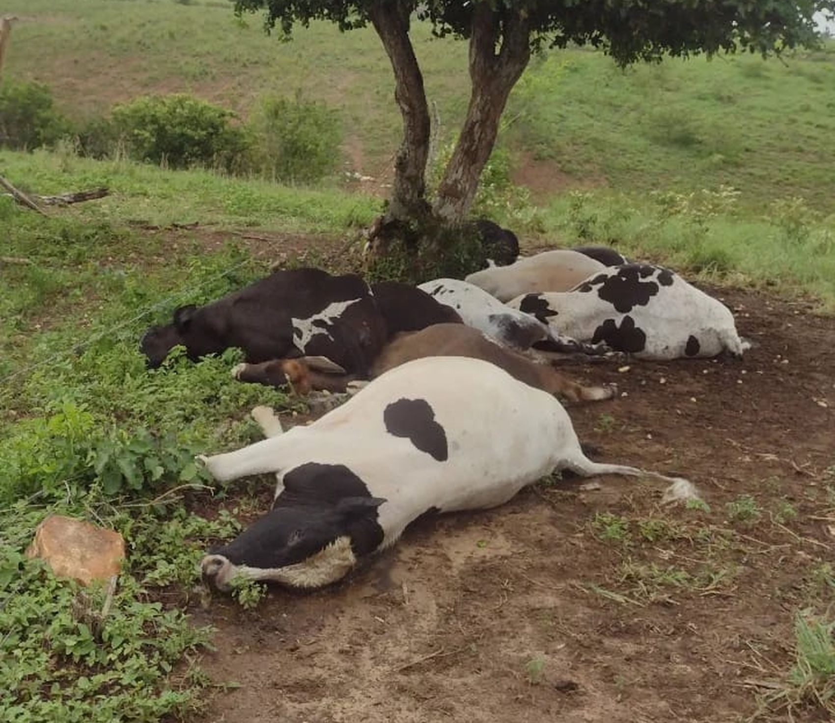 Gado morre após queda de raio durante chuva forte em Sergipe