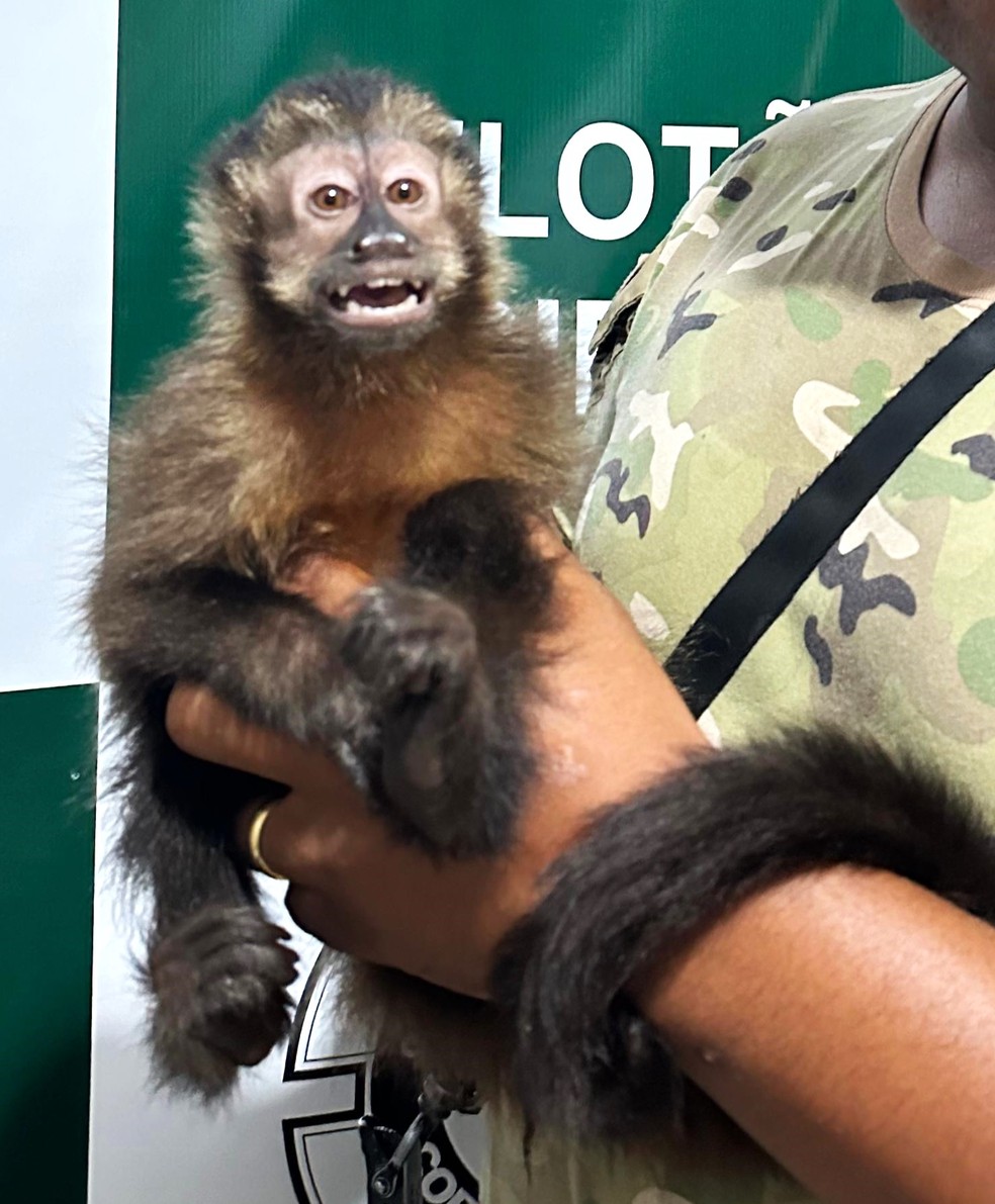 Macaco-prego – Agência Municipal de Turismo, Eventos e Lazer