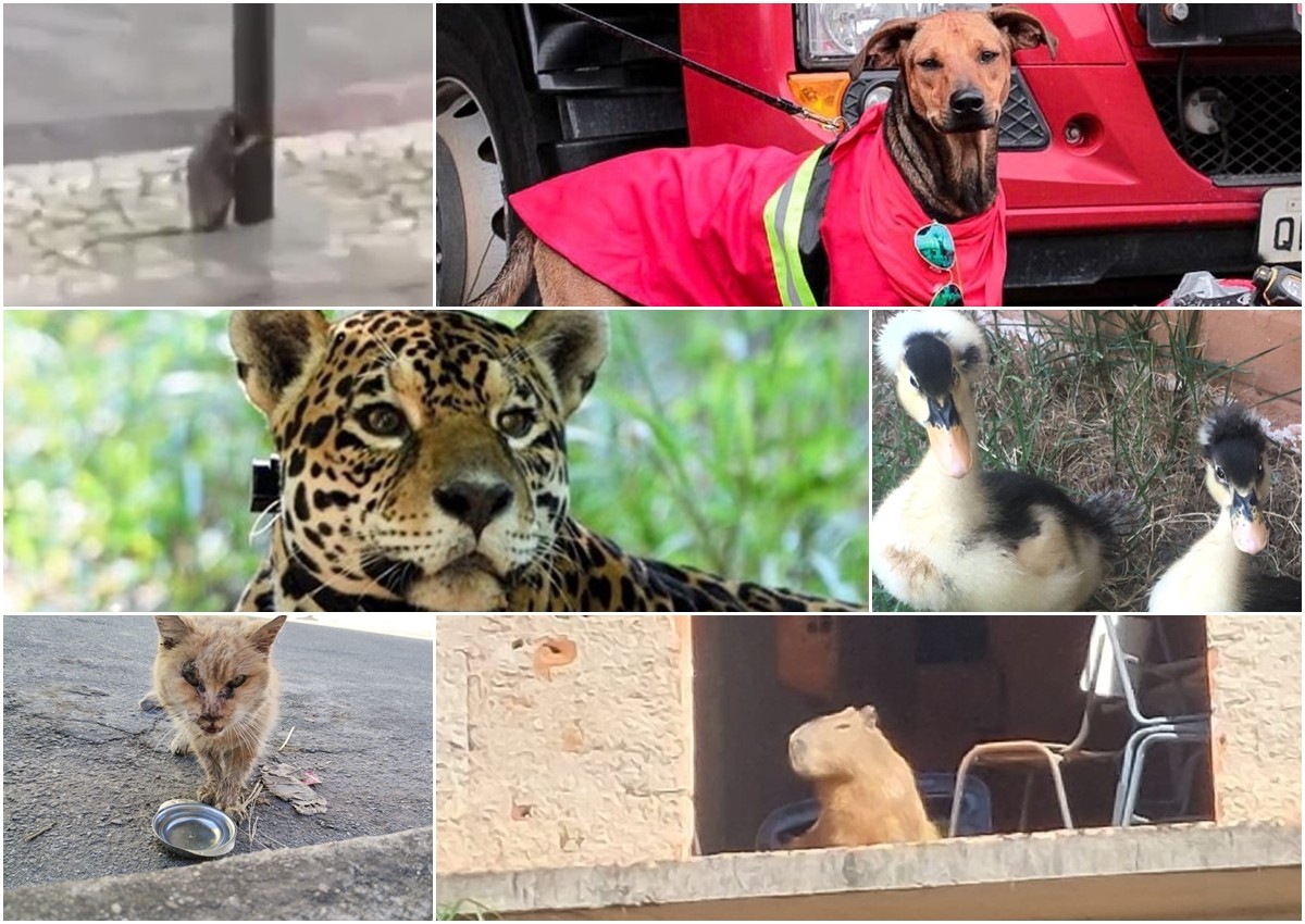 Onça no Jardim Botânico, rato 'segurando' em poste e gata mais velha do mundo: relembre momentos em que os animais foram protagonistas em Juiz de Fora e região