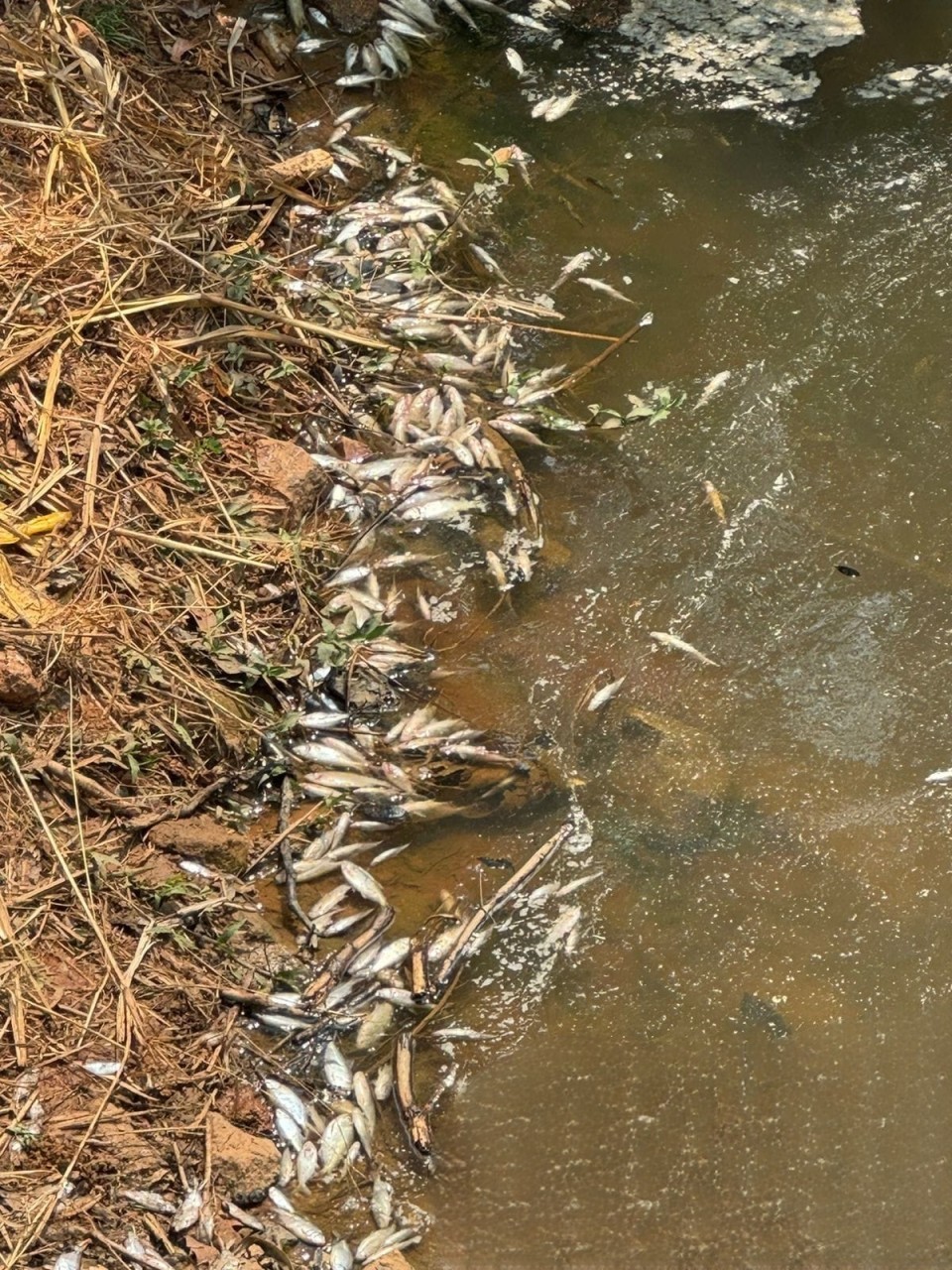 VÍDEO: Descarte irregular de laticínio causa mortes de peixes em ribeirão de Carmo do Cajuru