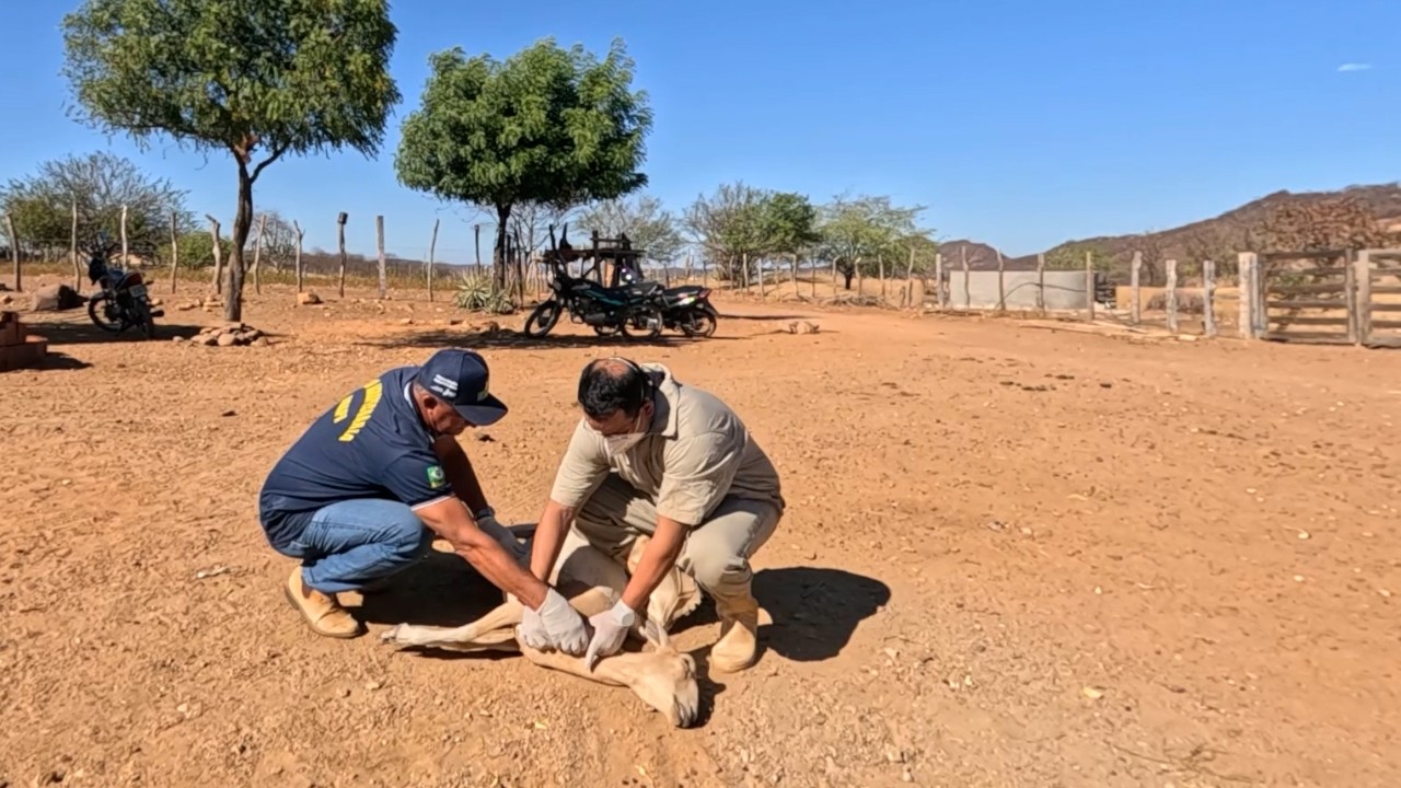 Mais de 600 mortes de animais: entenda a cronologia dos casos ligados à vacina EXCELL 10