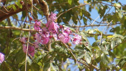 Espécies de plantas do Cerrado florescem no cerrado em meio a seca