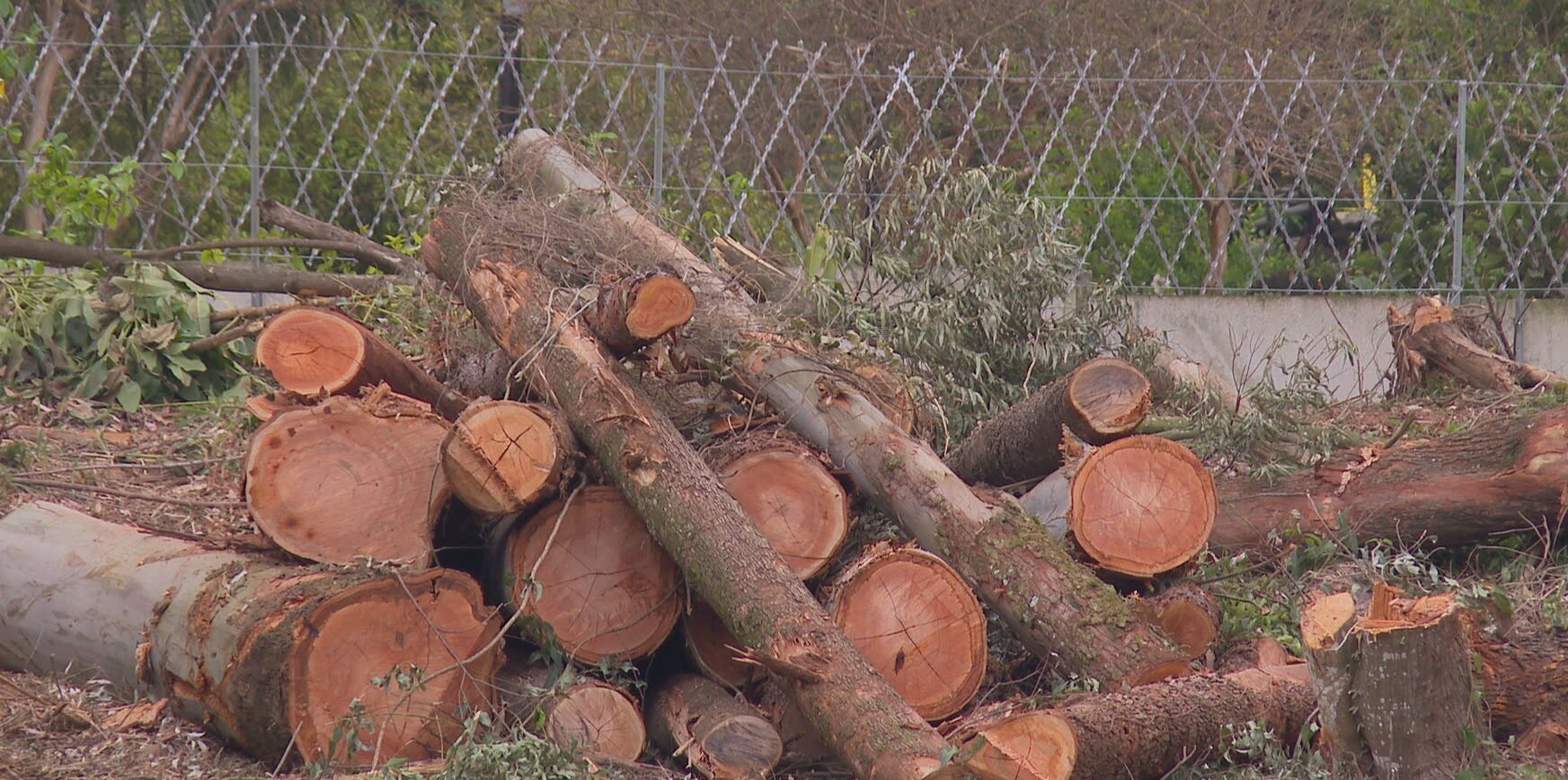 Justiça suspende construção de condomínio na Zona Sul de SP; projeto prevê derrubada de 684 árvores