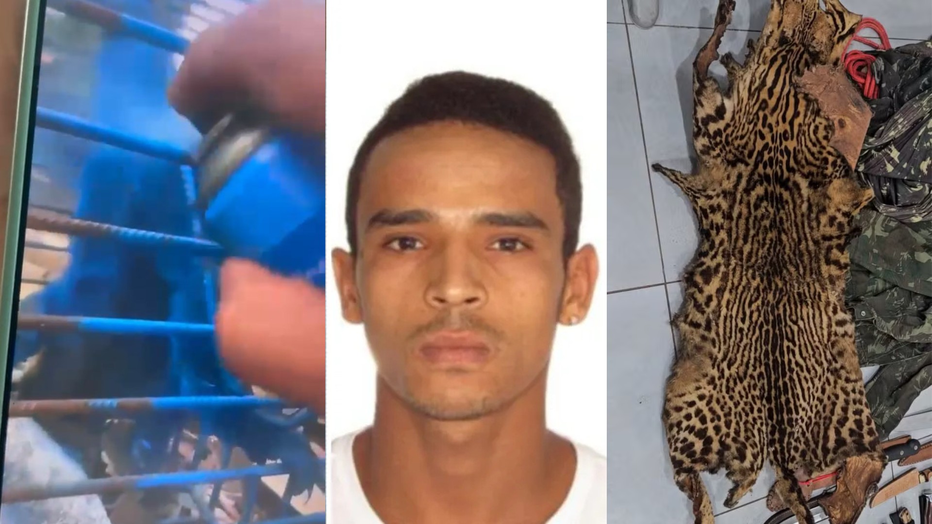 Você viu? Couro de onça meio a arsenal ilegal, homem que quebrou relógio histórico volta à prisão e multado em R$ 17 mil por pintar macaco de azul