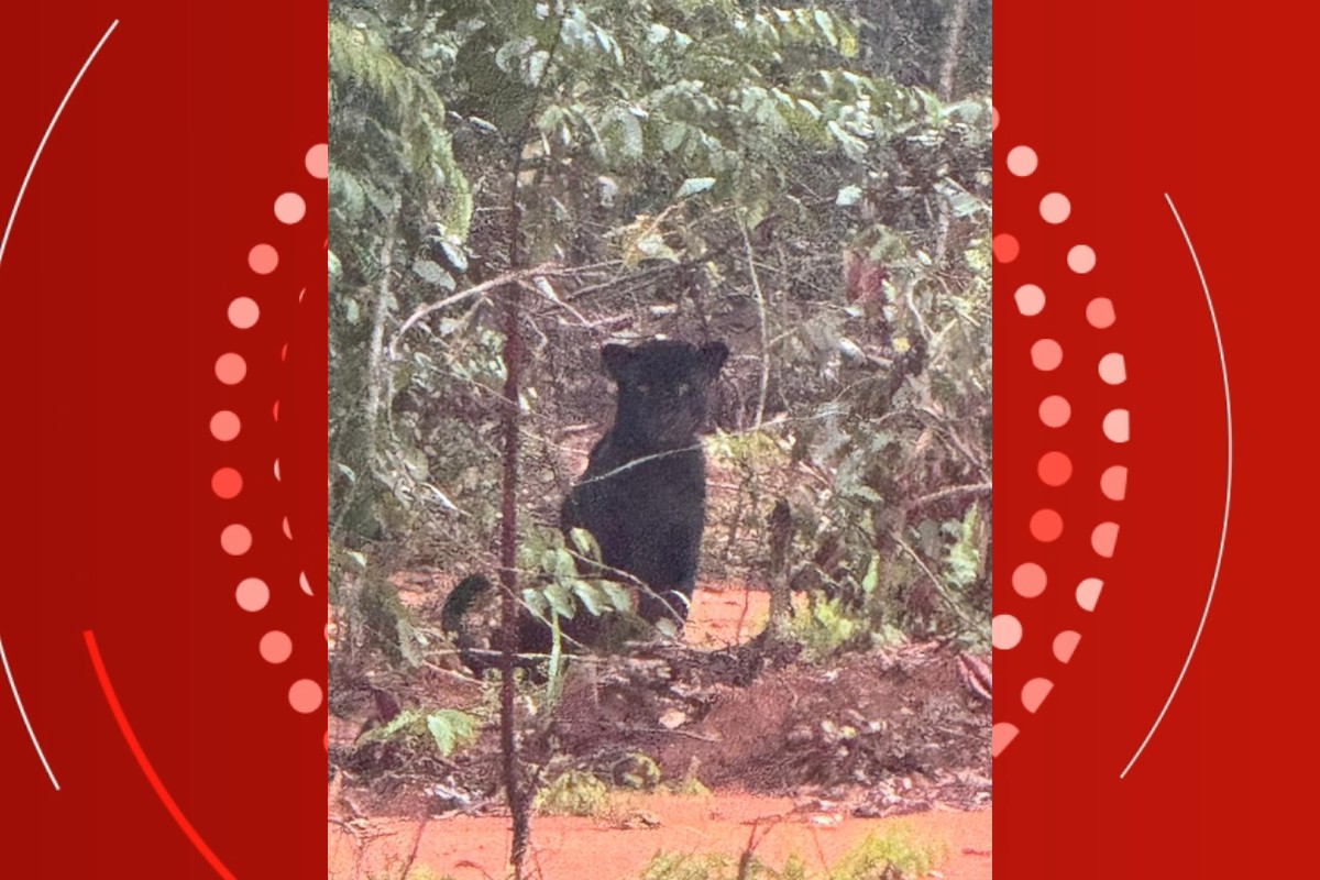 Onça-pintada preta atravessa matagal e fica observando carro passar em fazenda de MT; VÍDEO