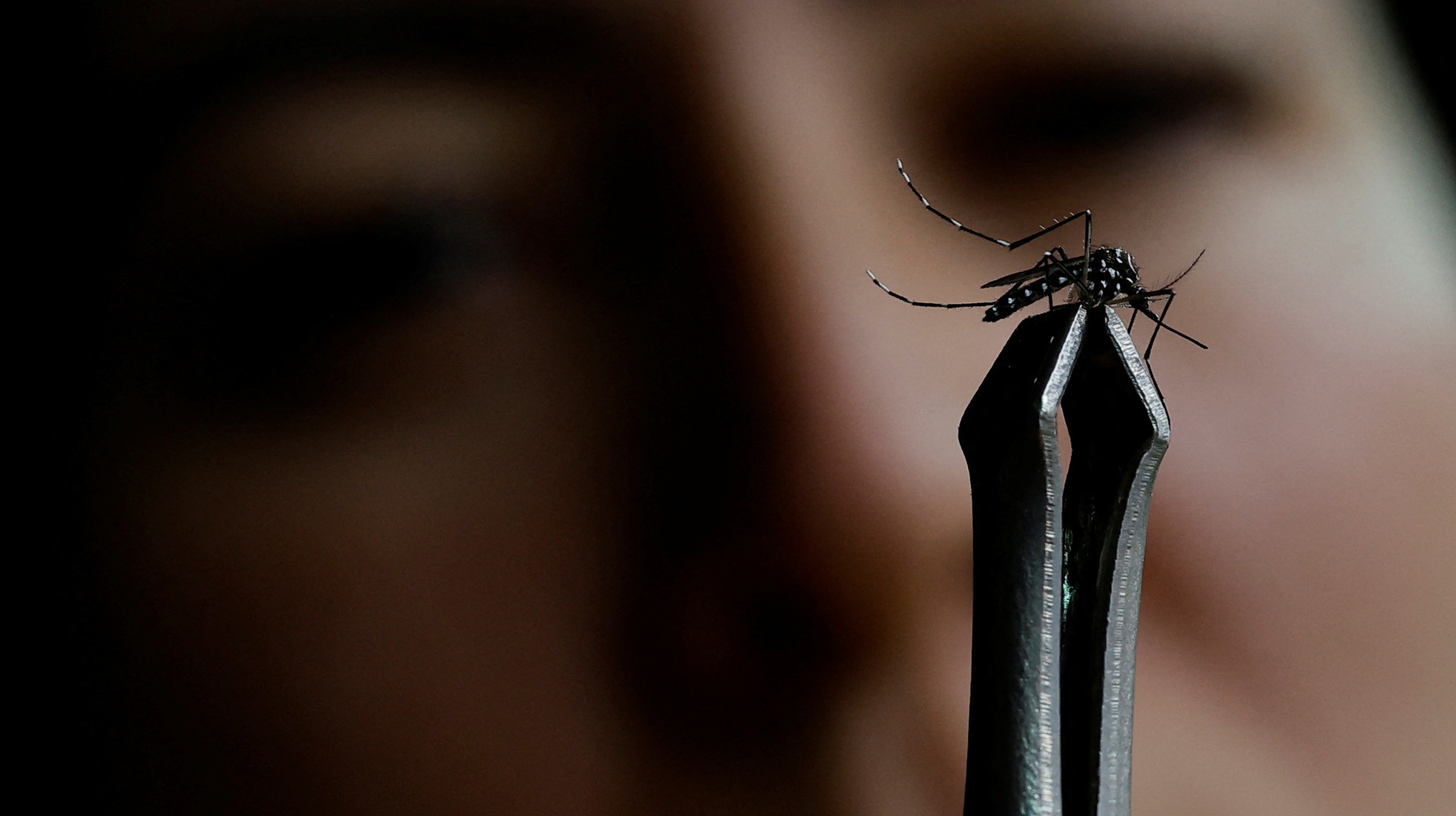 Angra dos Reis e Paraty registram primeiras mortes por dengue em 2024