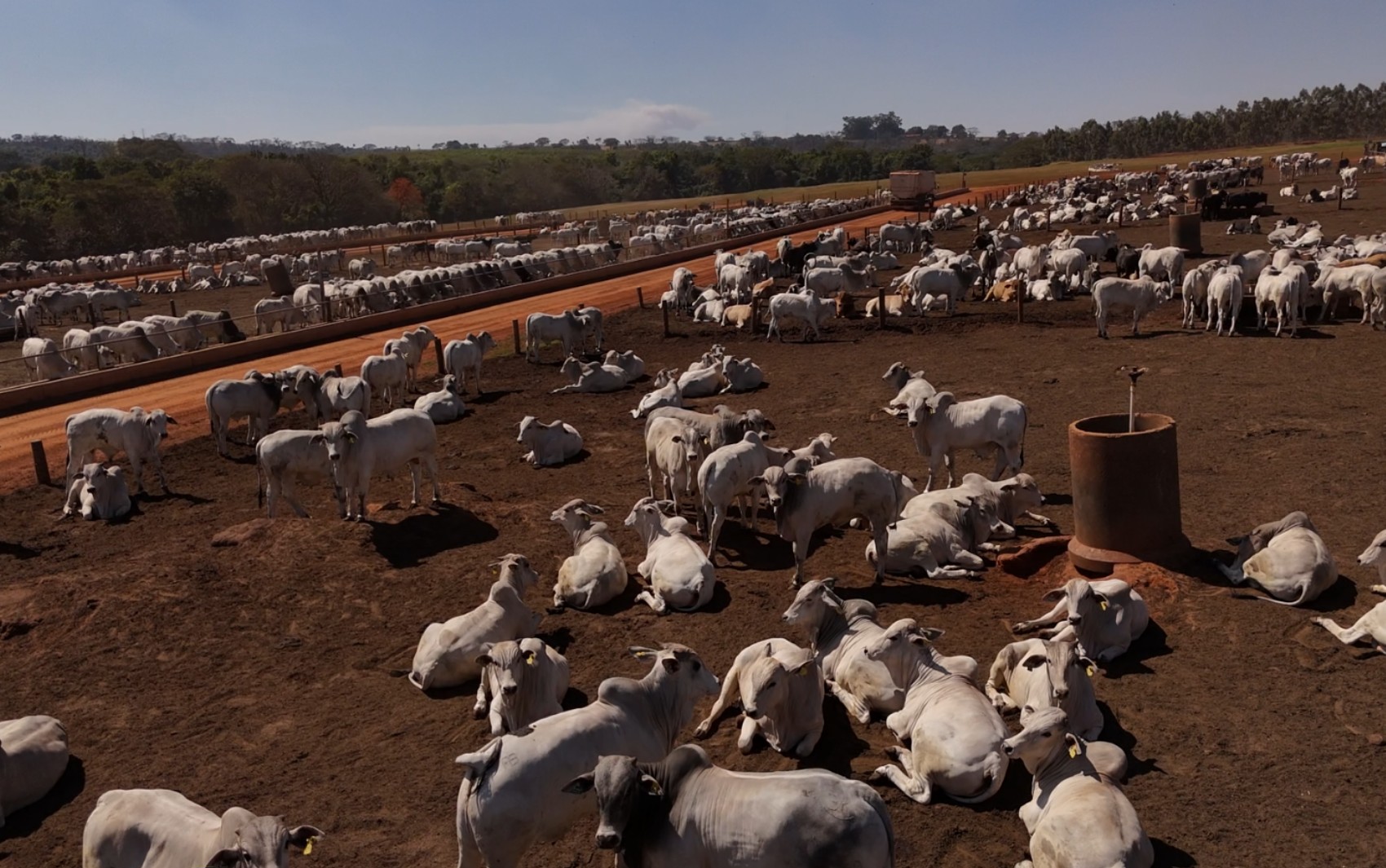'Tarifaço' derruba 10% de faturamento em confinamento de gado do interior de SP e afeta exportação de carne bovina