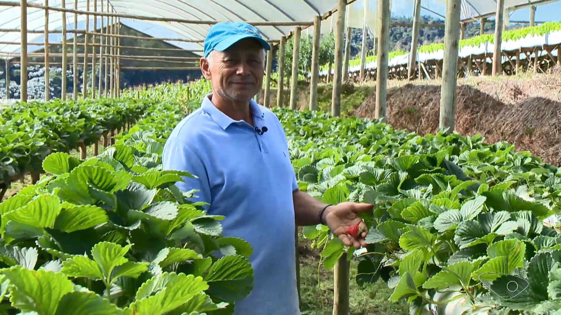 Produção de morangos suspensos diminui contaminação das plantas e vira atração do agroturismo no ES