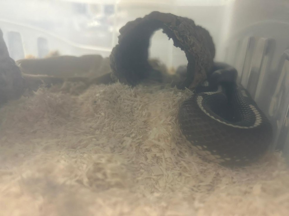 Cobras foram encontradas no mesmo quarto que as drogas — Foto: Divulgação/SSP-BA