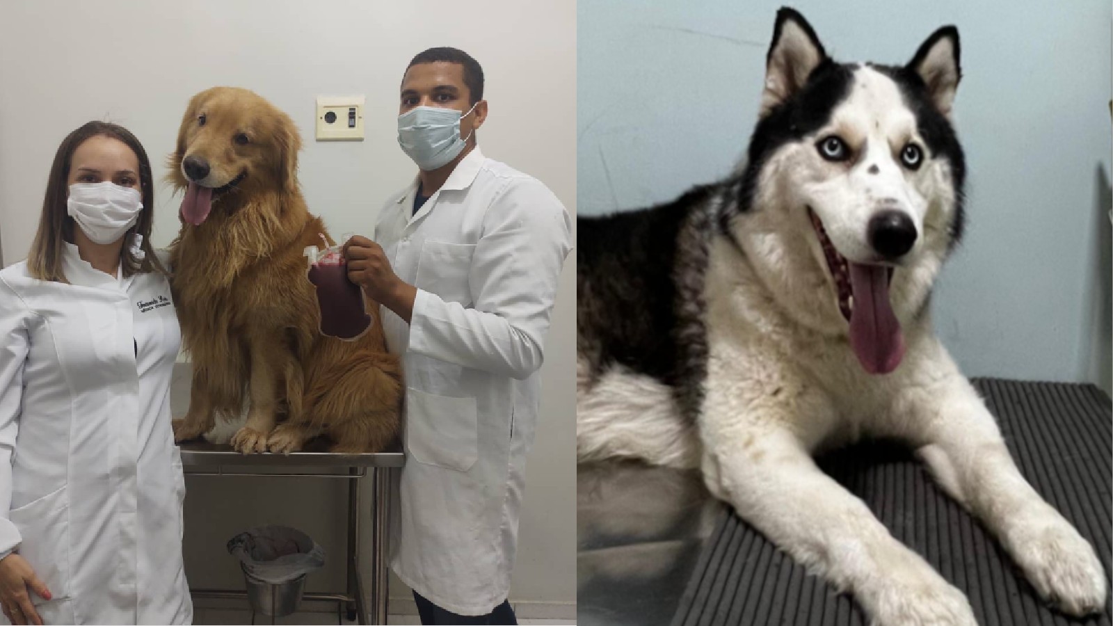 Doação de sangue para pets salva vidas