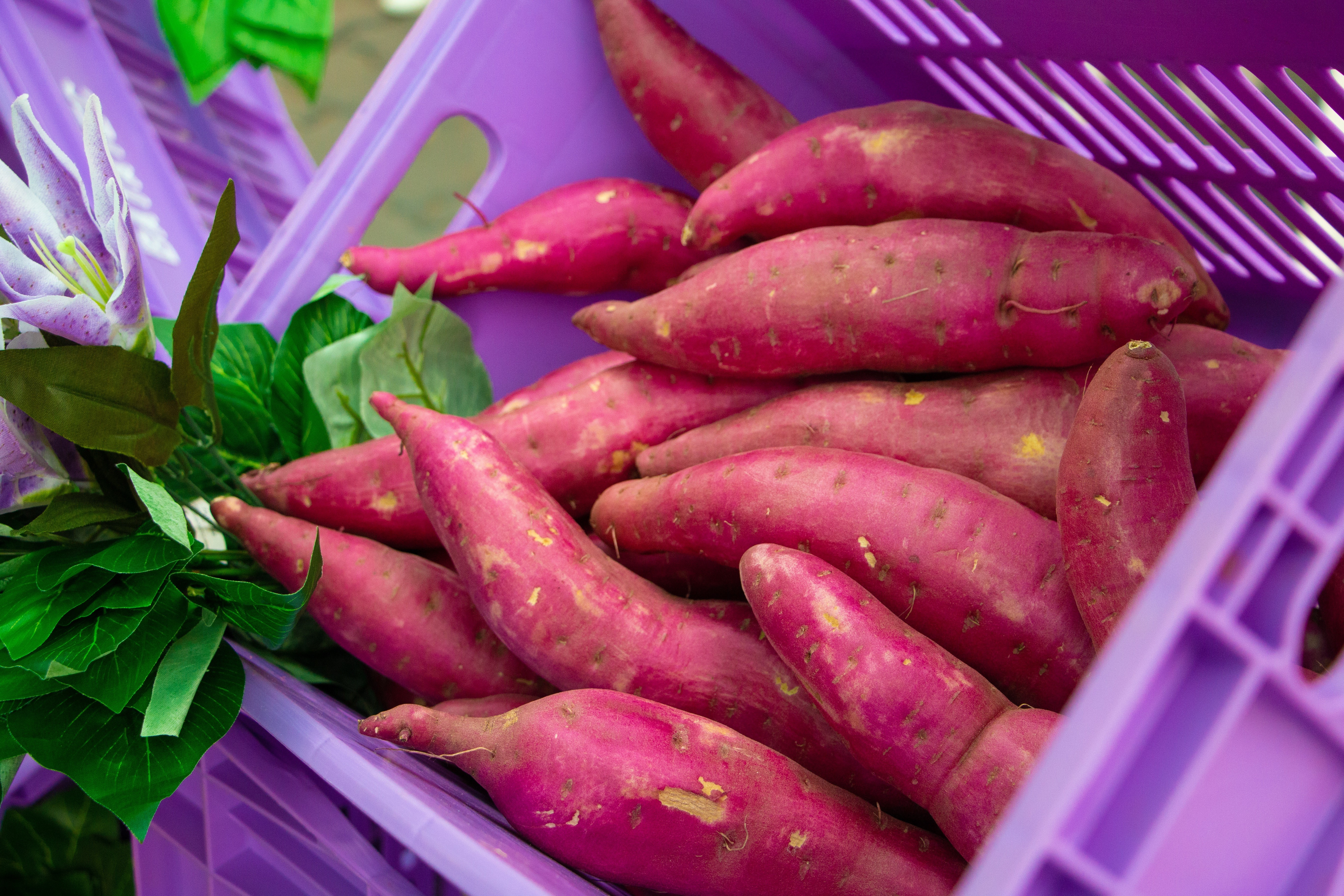 Puxada pelo mercado fitness, produção de batata-doce quase dobra no Brasil em 15 anos
