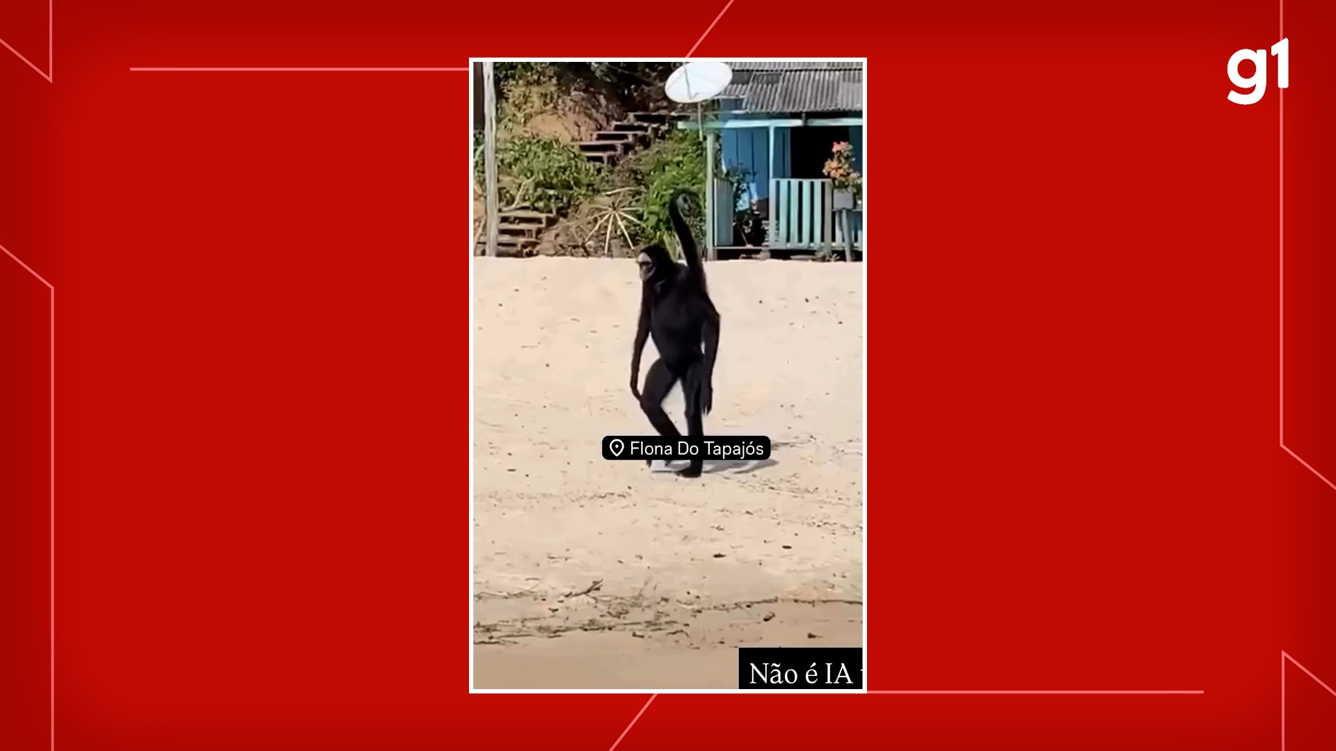 VÍDEO: Macaco-Aranha é flagrado passeando na praia e interagindo com visitantes em embarcação na Flona do Tapajós