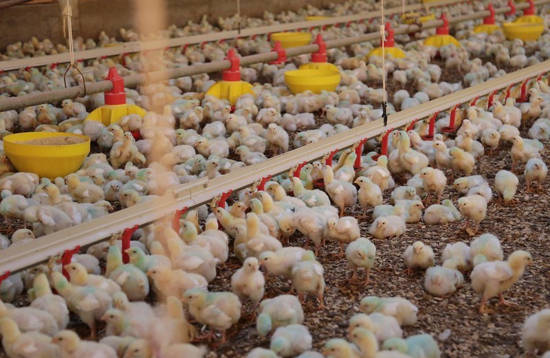 Frango encarece, porco recua: análise da USP explica gangorra de preços das carnes concorrentes em outubro