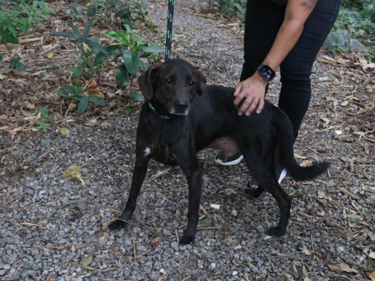 Nova lei prevê multa de até R$ 10 mil para quem abandonar animais em Santos; saiba mais