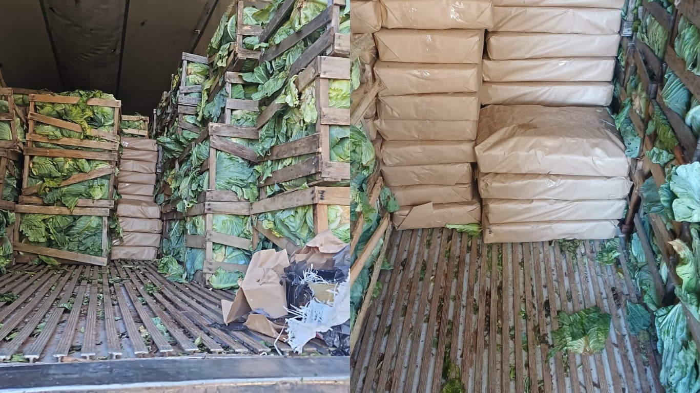 Caminhão com repolhos escondia 2,4 toneladas de maconha e motorista é preso em SC